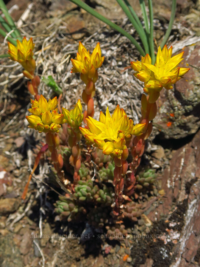 curved-leaf stonecrop (Sedum rupicola (Sedum lanceolatum var. rupicola)) [Blue Mountain, Olympic National Park, Clallam County, Washington]