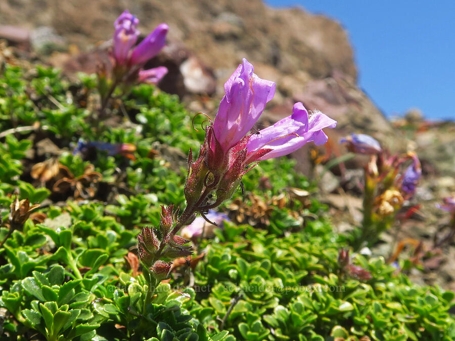 Davidson's penstemon (Penstemon davidsonii) [Blue Mountain, Olympic National Park, Clallam County, Washington]