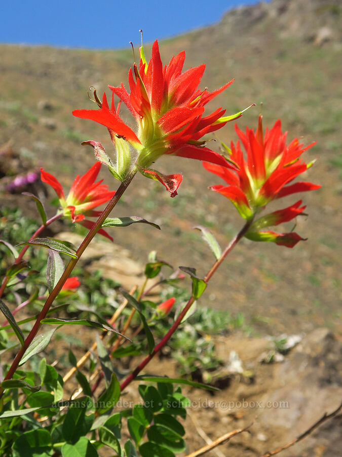 scarlet paintbrush (Castilleja miniata) [Blue Mountain, Olympic National Park, Clallam County, Washington]