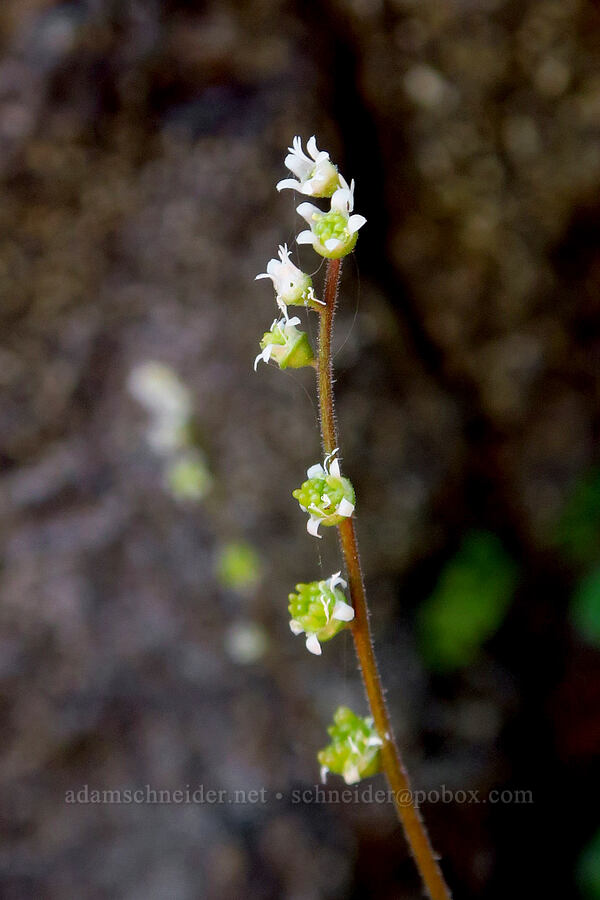 three-parted mitrewort (Ozomelis trifida (Mitella trifida)) [Blue Mountain, Olympic National Park, Clallam County, Washington]