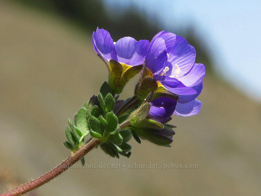 showy Jacob's-ladder (Polemonium pulcherrimum ssp. pulcherrimum) [Blue Mountain, Olympic National Park, Clallam County, Washington]