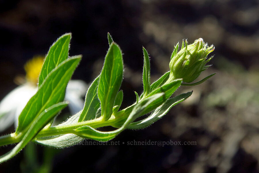 Olympic aster, budding (Doellingeria paucicapitata (Eucephalus paucicapitatus) (Aster paucicapitatus)) [Blue Mountain, Olympic National Park, Clallam County, Washington]