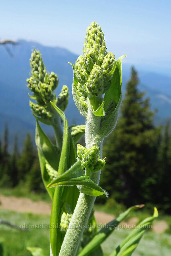 corn lily, budding (Veratrum viride var. eschscholtzianum (Veratrum eschscholtzii)) [Blue Mountain, Olympic National Park, Clallam County, Washington]