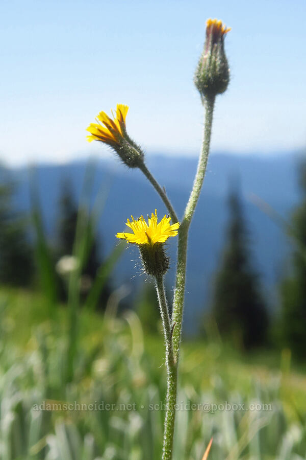 alpine hawkweed (Hieracium triste (Hieracium gracile) (Pilosella tristis)) [Blue Mountain, Olympic National Park, Clallam County, Washington]