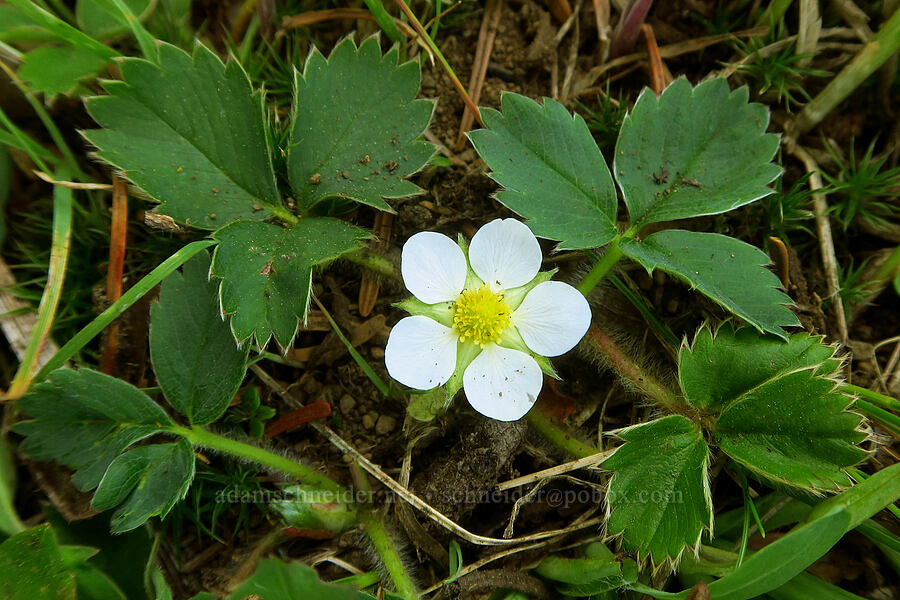 wild strawberry (Fragaria virginiana) [Deer Park, Olympic National Park, Clallam County, Washington]