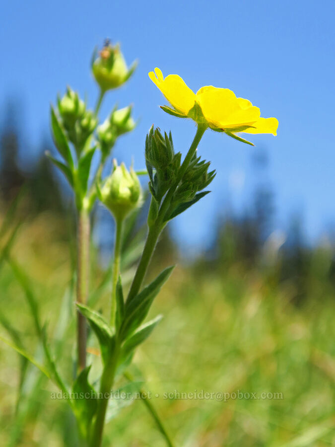 slender cinquefoil (Potentilla gracilis) [Deer Park, Olympic National Park, Clallam County, Washington]