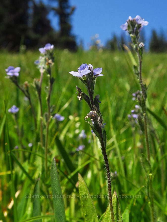 alpine speedwell (Veronica wormskjoldii) [Deer Park, Olympic National Park, Clallam County, Washington]