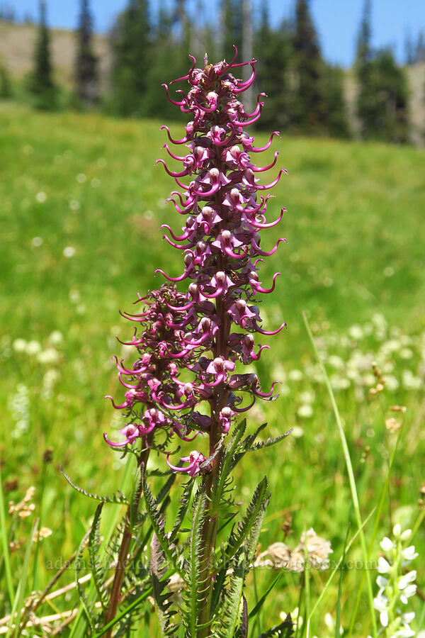 elephant's-head lousewort (Pedicularis groenlandica) [Deer Park, Olympic National Park, Clallam County, Washington]