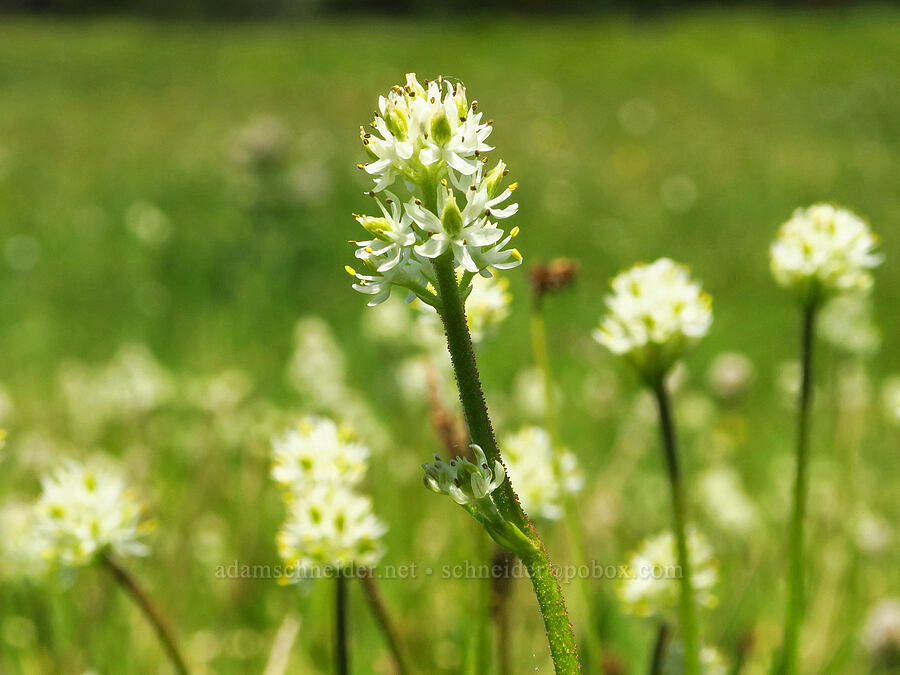 western false asphodel (Triantha occidentalis ssp. brevistyla (Tofieldia glutinosa var. brevistyla)) [Deer Park, Olympic National Park, Clallam County, Washington]