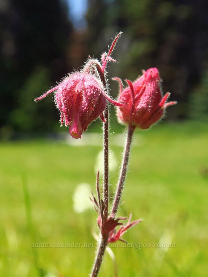 prairie smoke (Geum triflorum) [Deer Park, Olympic National Park, Clallam County, Washington]