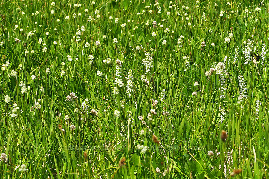 bog orchids & false asphodel (Platanthera dilatata (Habenaria dilatata), Triantha occidentalis ssp. brevistyla (Tofieldia glutinosa var. brevistyla)) [Deer Park, Olympic National Park, Clallam County, Washington]