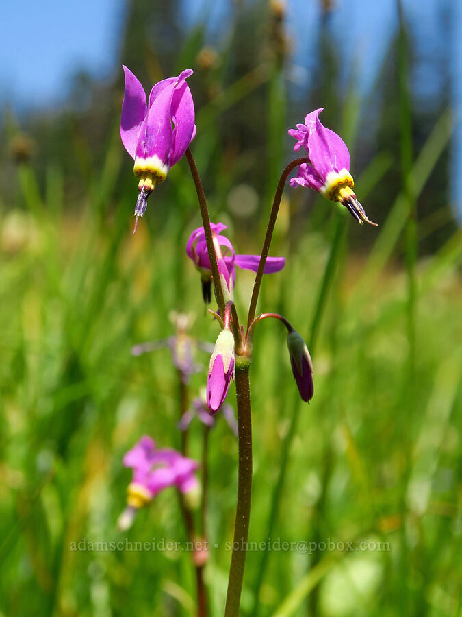Alaskan shooting-stars (Dodecatheon pulchellum var. macrocarpum (Primula pauciflora var. macrocarpa)) [Deer Park, Olympic National Park, Clallam County, Washington]