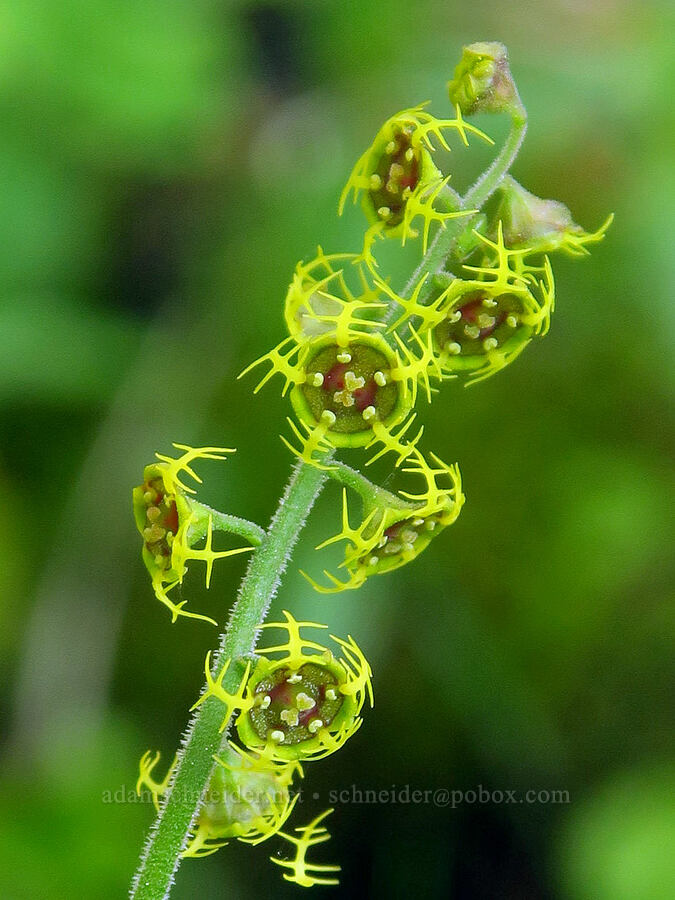 five-stamen mitrewort (Pectiantia pentandra (Mitella pentandra)) [Deer Park, Olympic National Park, Clallam County, Washington]