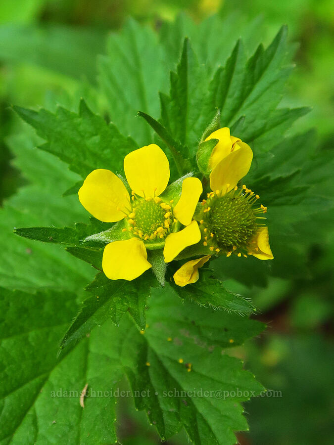 large-leaf avens (Geum macrophyllum) [Deer Park, Olympic National Park, Clallam County, Washington]