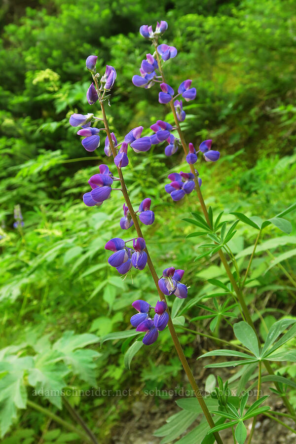 broad-leaf lupine (Lupinus latifolius) [Deer Park Road, Olympic National Park, Clallam County, Washington]