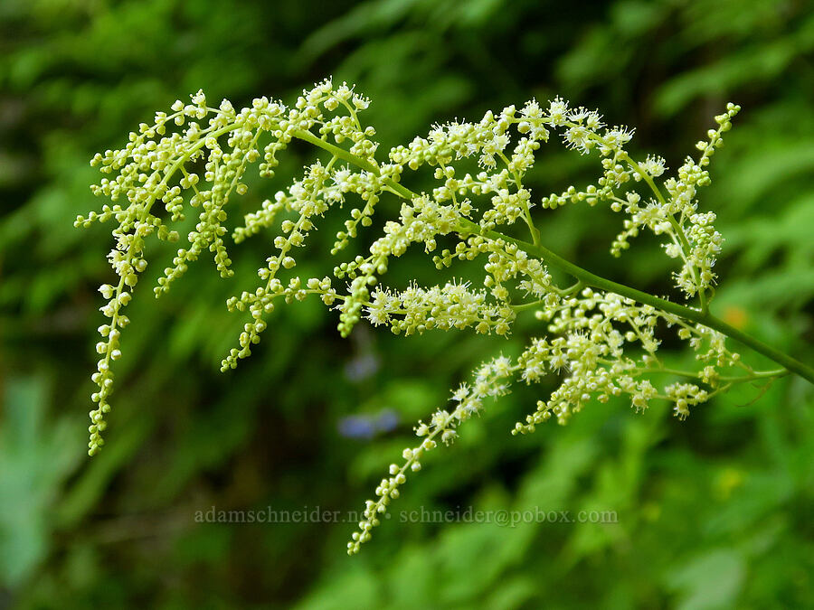 goat's-beard (Aruncus dioicus (Aruncus sylvester)) [Deer Park Road, Olympic National Park, Clallam County, Washington]