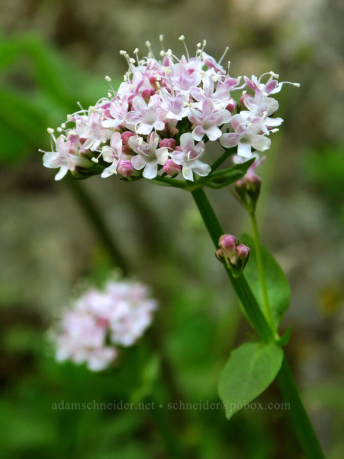 Sitka valerian (Valeriana sitchensis) [Deer Park Road, Olympic National Park, Clallam County, Washington]