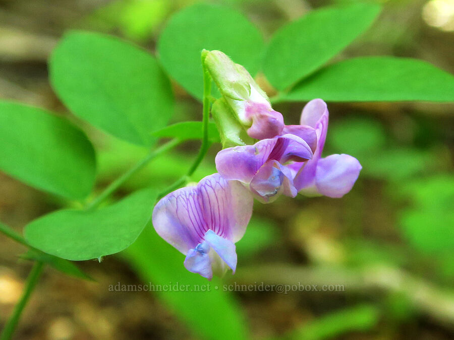 Sierra pea-vine (Lathyrus nevadensis) [Gold Lake Trail, Willamette National Forest, Lane County, Oregon]