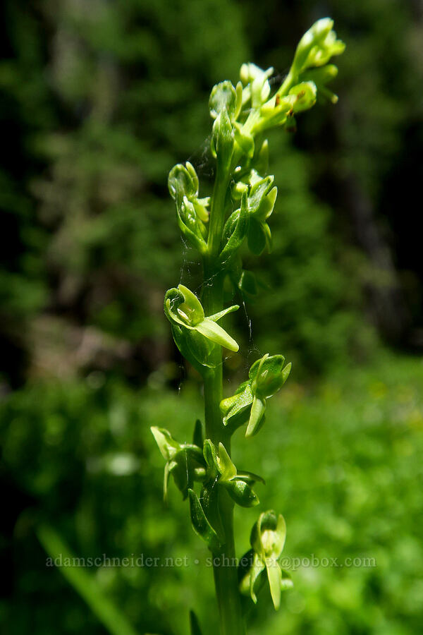 slender green bog orchid (Platanthera stricta (Habenaria stricta)) [Gold Lake Bog Research Natural Area, Willamette National Forest, Lane County, Oregon]