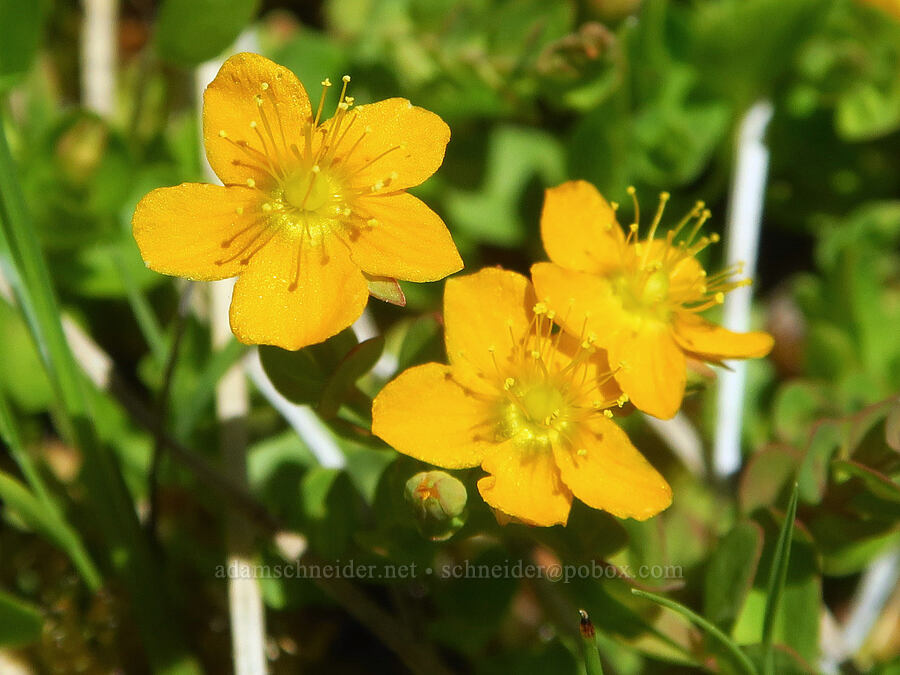 bog St.-John's-wort (tinker's penny) (Hypericum anagalloides) [Gold Lake Bog Research Natural Area, Willamette National Forest, Lane County, Oregon]