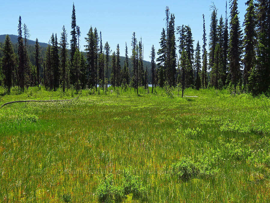 Gold Lake Bog [Gold Lake Bog Research Natural Area, Willamette National Forest, Lane County, Oregon]