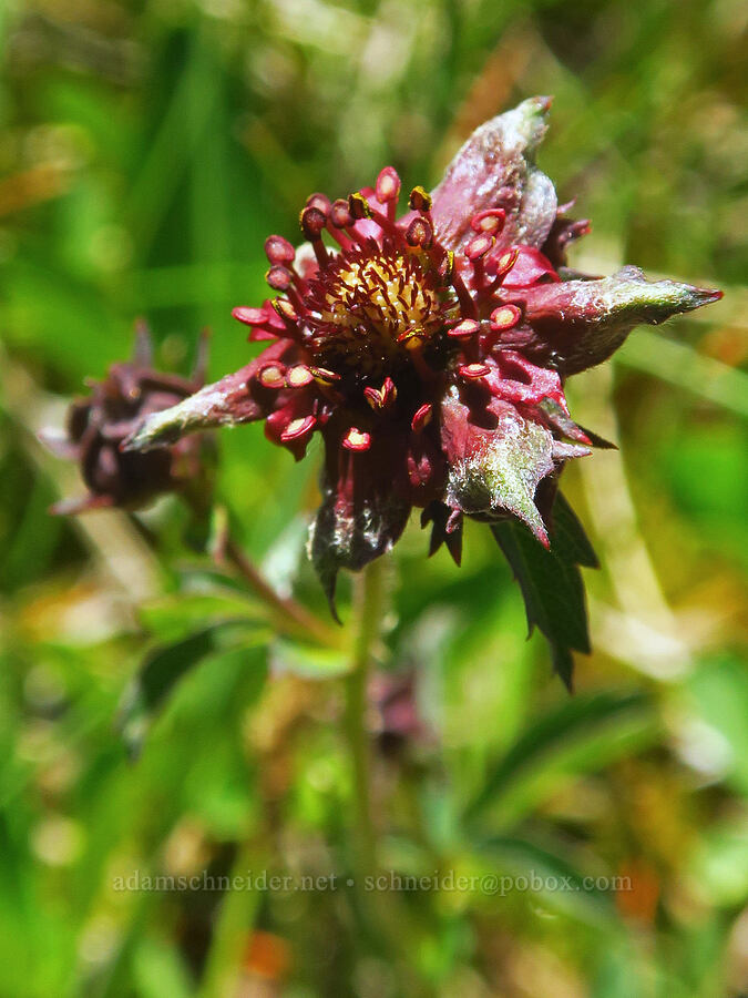 purple marsh cinquefoil, fading (Comarum palustre (Potentilla palustris)) [Gold Lake Bog Research Natural Area, Willamette National Forest, Lane County, Oregon]