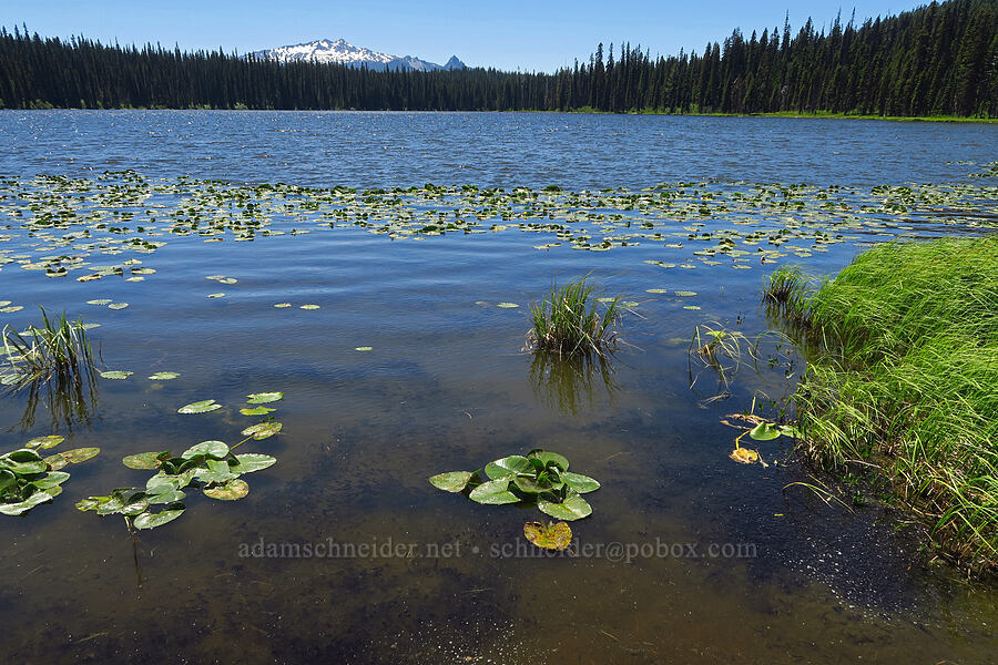 tadpoles & pond-lilies (Anaxyrus boreas (Bufo boreas), Nuphar polysepala) [Gold Lake Bog Research Natural Area, Willamette National Forest, Lane County, Oregon]