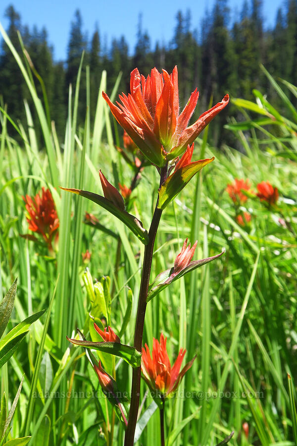 scarlet paintbrush (Castilleja miniata) [Gold Lake Bog Research Natural Area, Willamette National Forest, Lane County, Oregon]
