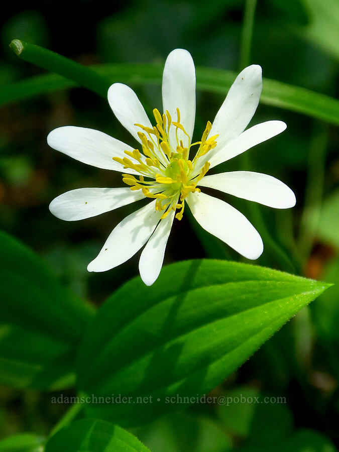 white marsh-marigold (Caltha biflora (Caltha leptosepala var. biflora)) [Gold Lake Bog Research Natural Area, Willamette National Forest, Lane County, Oregon]