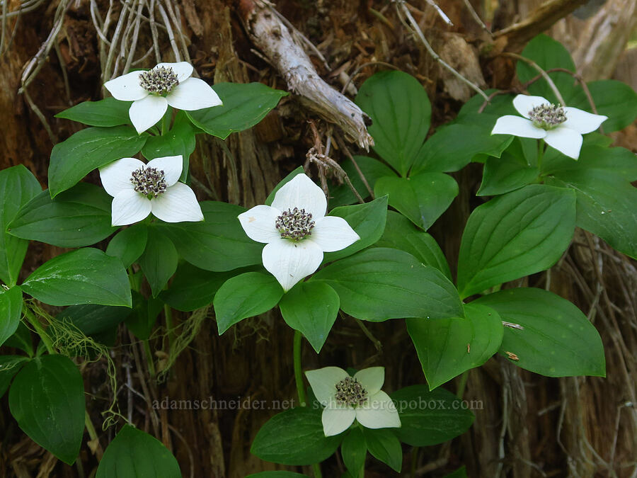 bunchberry flowers (Cornus unalaschkensis (Cornus canadensis)) [Gold Lake Bog Research Natural Area, Willamette National Forest, Lane County, Oregon]