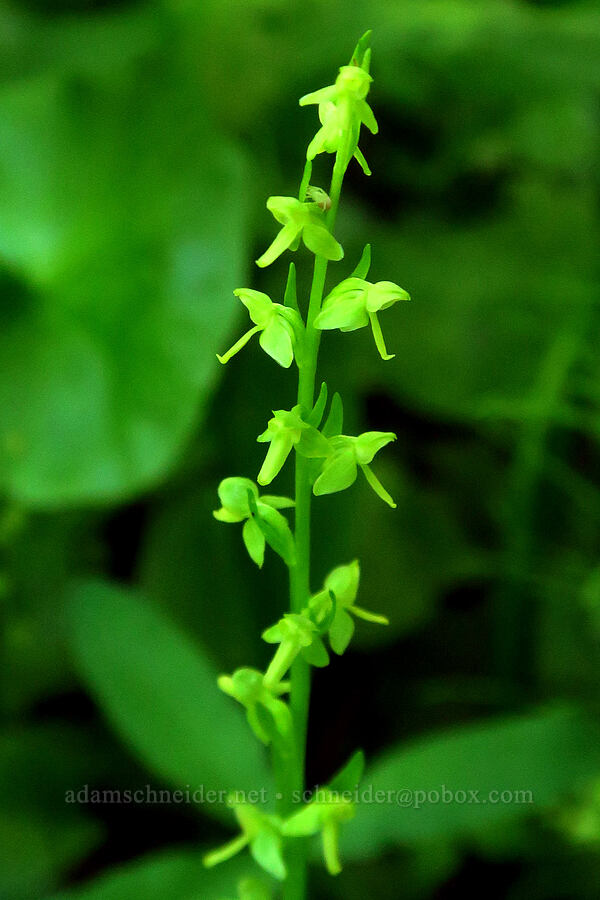 slender green bog orchid (Platanthera stricta (Habenaria stricta)) [Gold Lake Bog Research Natural Area, Willamette National Forest, Lane County, Oregon]