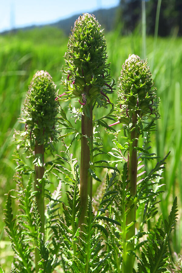elephant's-head lousewort, budding (Pedicularis groenlandica) [Gold Lake Bog Research Natural Area, Willamette National Forest, Lane County, Oregon]