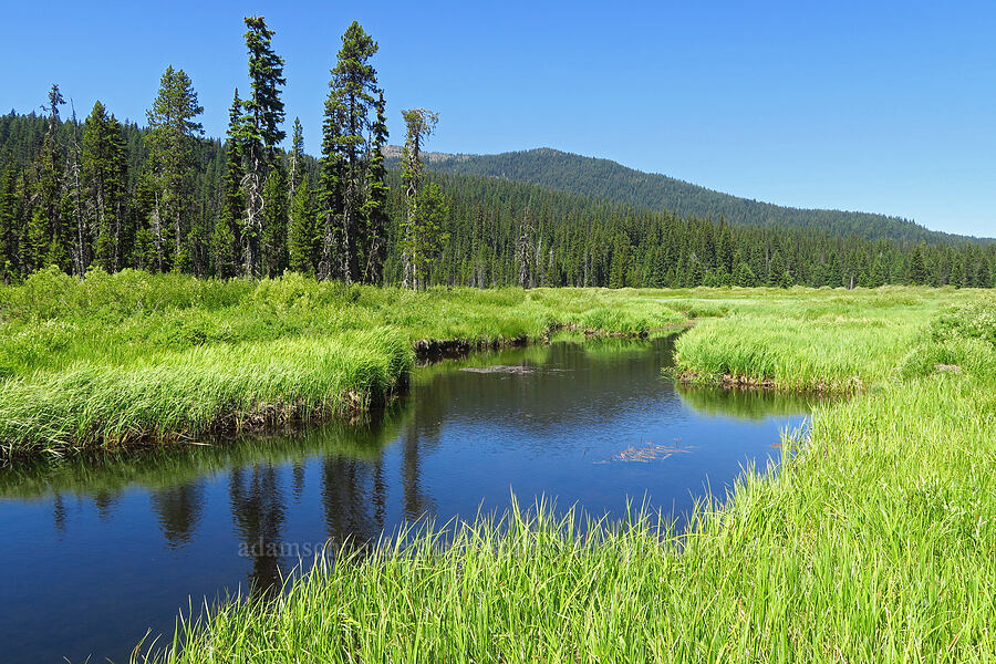 Salt Creek [Gold Lake Bog Research Natural Area, Willamette National Forest, Lane County, Oregon]