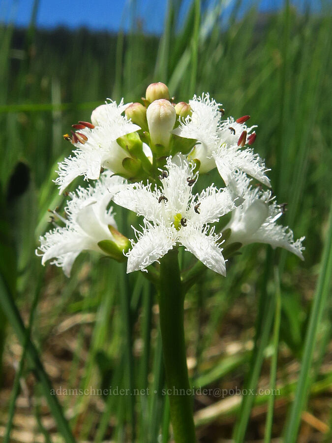 bog-bean (Menyanthes trifoliata) [Gold Lake Bog Research Natural Area, Willamette National Forest, Lane County, Oregon]