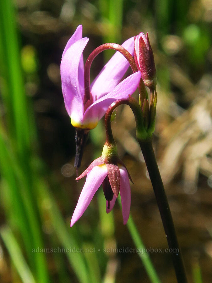 alpine shooting-star (Dodecatheon alpinum (Primula tetrandra)) [Gold Lake Bog Research Natural Area, Willamette National Forest, Lane County, Oregon]