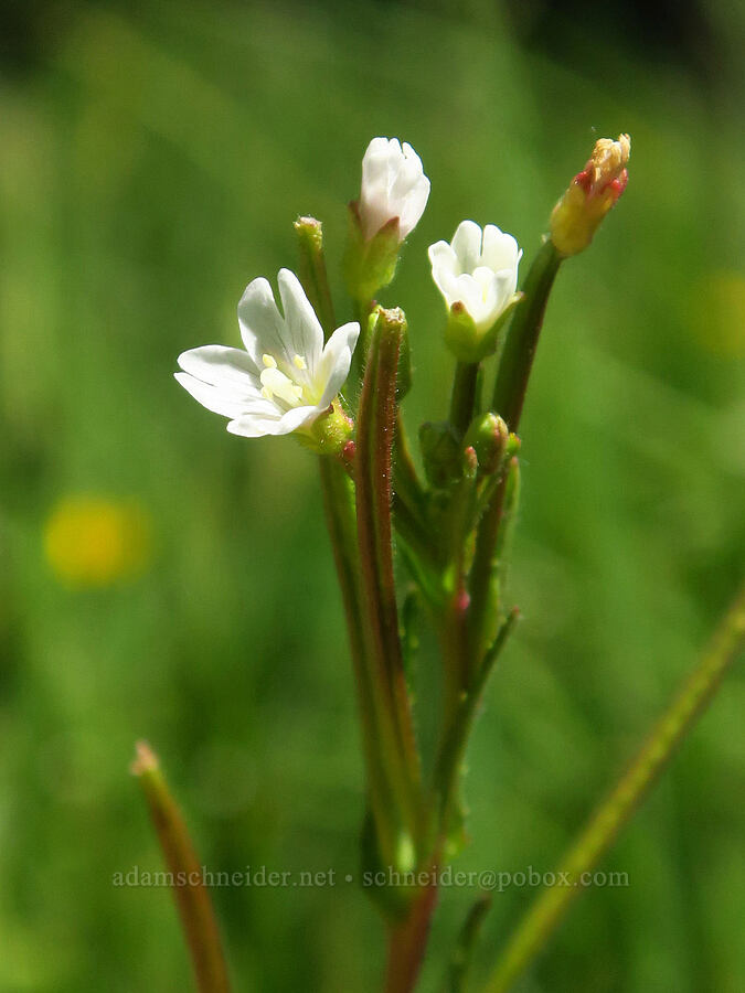 willow-herb (Epilobium ciliatum ssp. ciliatum) [Gold Lake Bog Research Natural Area, Willamette National Forest, Lane County, Oregon]