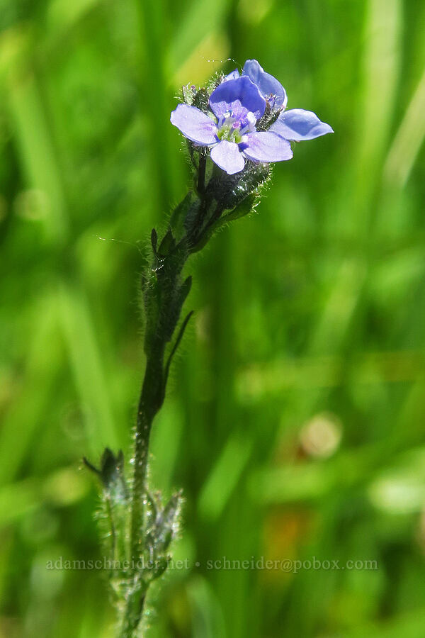 alpine speedwell (Veronica wormskjoldii) [Gold Lake Bog Research Natural Area, Willamette National Forest, Lane County, Oregon]