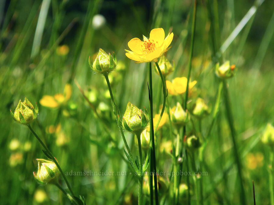 Drummond's cinquefoil (Potentilla drummondii ssp. drummondii) [Gold Lake Bog Research Natural Area, Willamette National Forest, Lane County, Oregon]