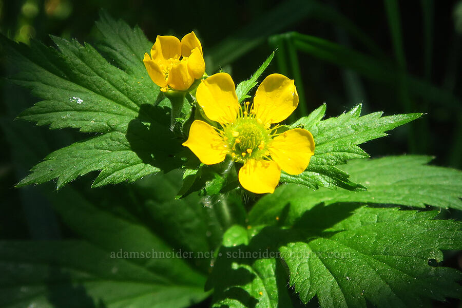 large-leaf avens (Geum macrophyllum) [Gold Lake Bog Research Natural Area, Willamette National Forest, Lane County, Oregon]