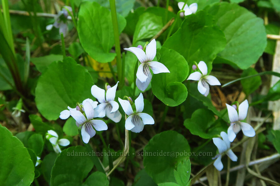 marsh violets (Viola palustris) [Gold Lake Bog Research Natural Area, Willamette National Forest, Lane County, Oregon]