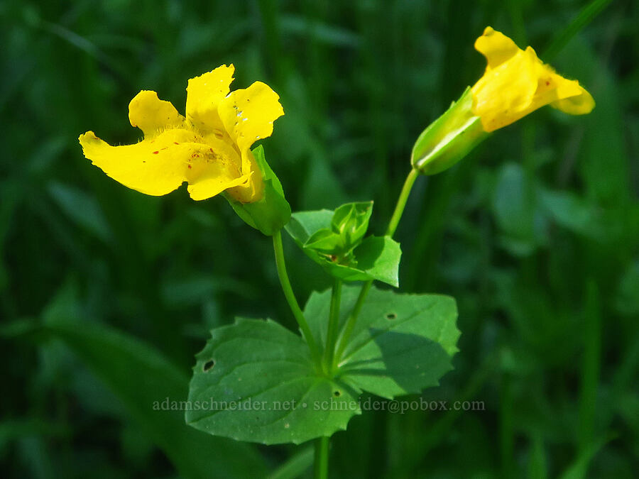 sharp-tooth monkeyflower (Erythranthe decora (Mimulus guttatus var. decorus)) [Gold Lake Bog Research Natural Area, Willamette National Forest, Lane County, Oregon]