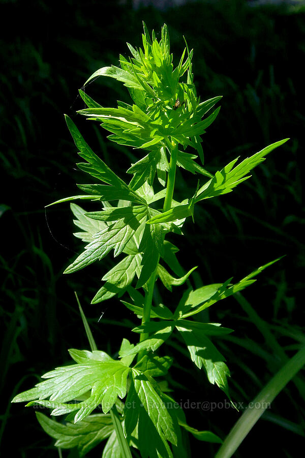 monkshood leaves (Aconitum columbianum) [Gold Lake Bog Research Natural Area, Willamette National Forest, Lane County, Oregon]