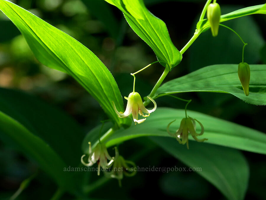 clasping twisted-stalk (Streptopus amplexifolius) [Gold Lake Bog Research Natural Area, Willamette National Forest, Lane County, Oregon]