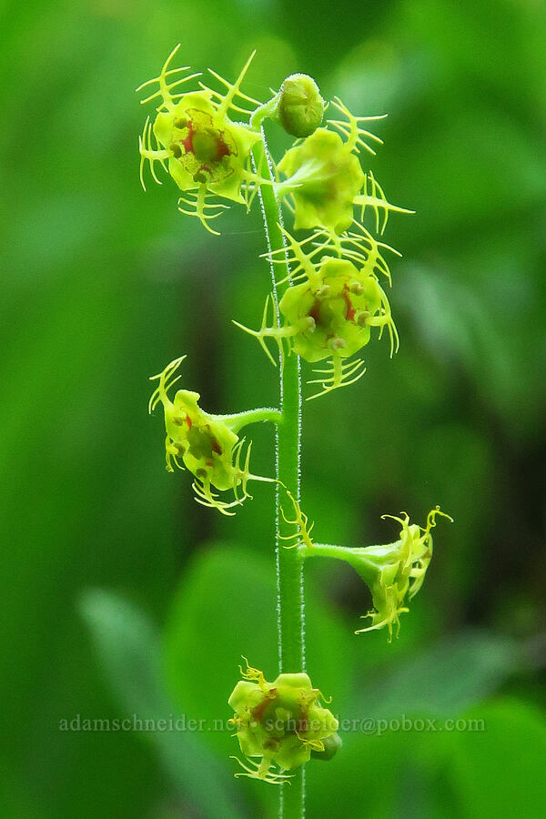 leafy mitrewort (Mitellastrum caulescens (Mitella caulescens)) [Gold Lake Bog Research Natural Area, Willamette National Forest, Lane County, Oregon]