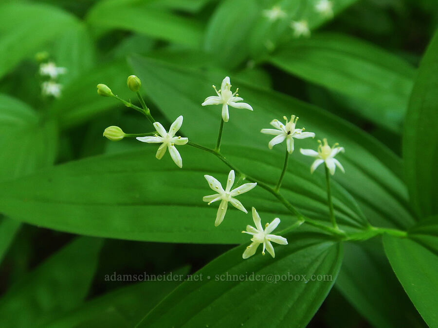 starry false-Solomon's-seal (Maianthemum stellatum (Smilacina stellata)) [Gold Lake Bog Research Natural Area, Willamette National Forest, Lane County, Oregon]