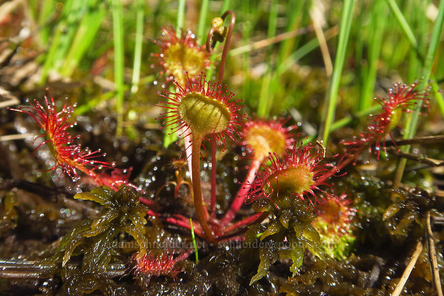 round-leaf sundew (Drosera rotundifolia) [Gold Lake Bog Research Natural Area, Willamette National Forest, Lane County, Oregon]