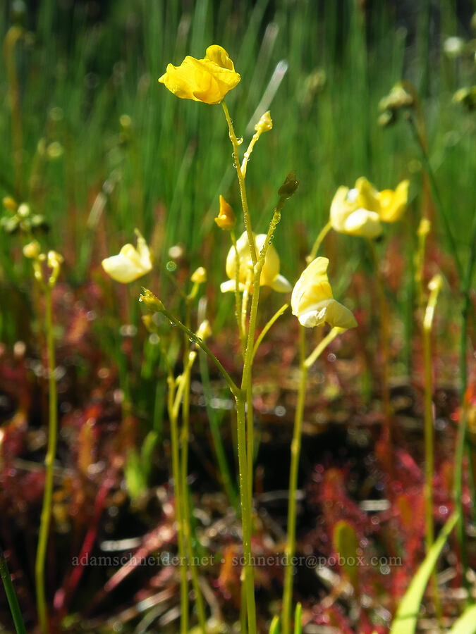 pale bladderwort (Utricularia ochroleuca) [Gold Lake Bog Research Natural Area, Willamette National Forest, Lane County, Oregon]