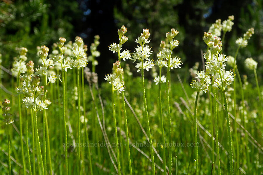 western false asphodel (Triantha occidentalis ssp. brevistyla (Tofieldia glutinosa var. brevistyla)) [Gold Lake Bog Research Natural Area, Willamette National Forest, Lane County, Oregon]