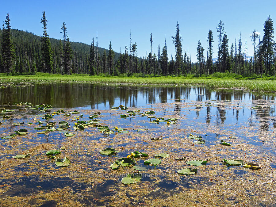 pond-lilies (and a pond) (Nuphar polysepala) [Gold Lake Bog Research Natural Area, Willamette National Forest, Lane County, Oregon]