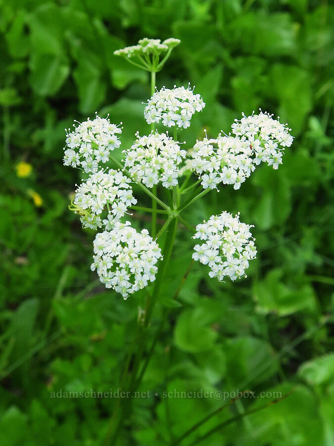 Gray's lovage (Ligusticum grayi) [Gold Lake Bog Research Natural Area, Willamette National Forest, Lane County, Oregon]